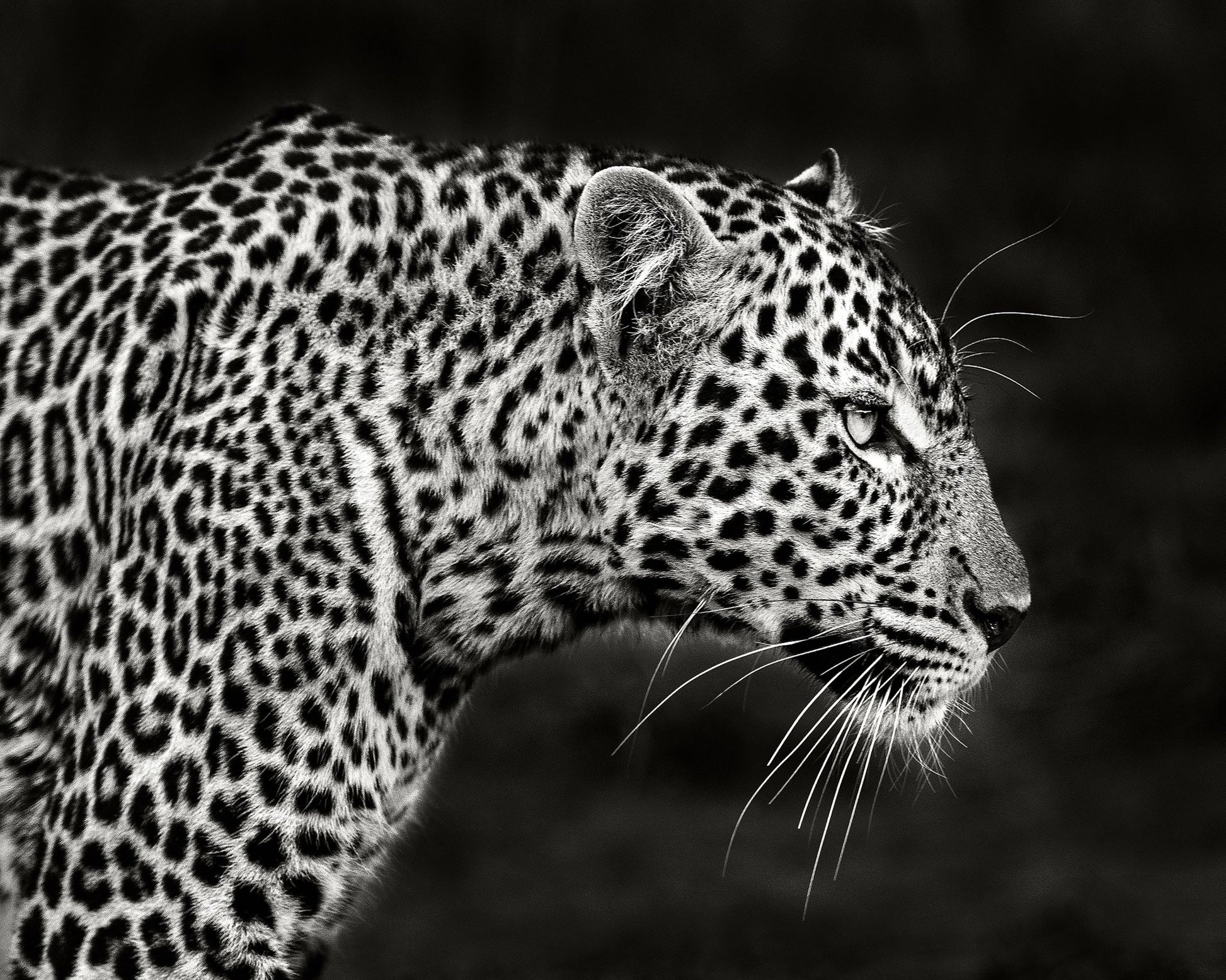 Leopard Silent Stare