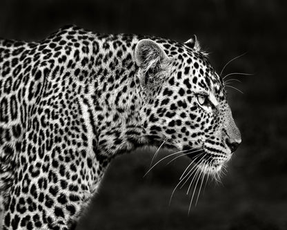 Leopard Silent Stare