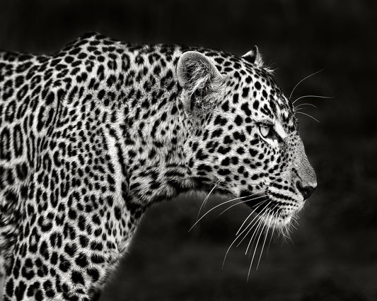 Leopard Silent Stare