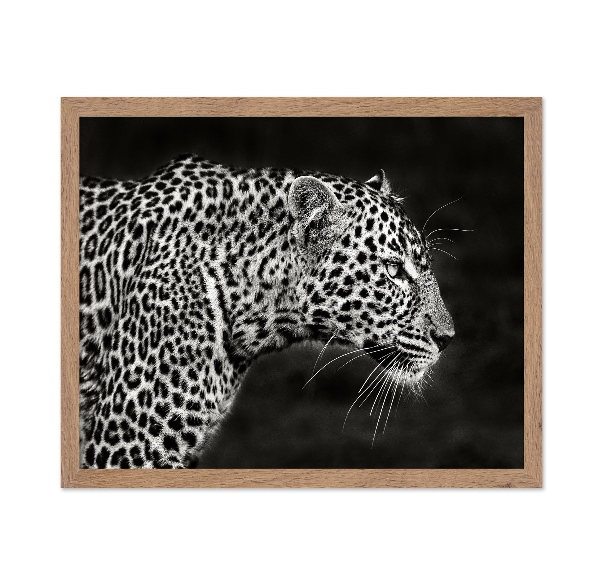 Leopard Silent Stare