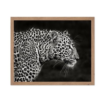 Leopard Silent Stare