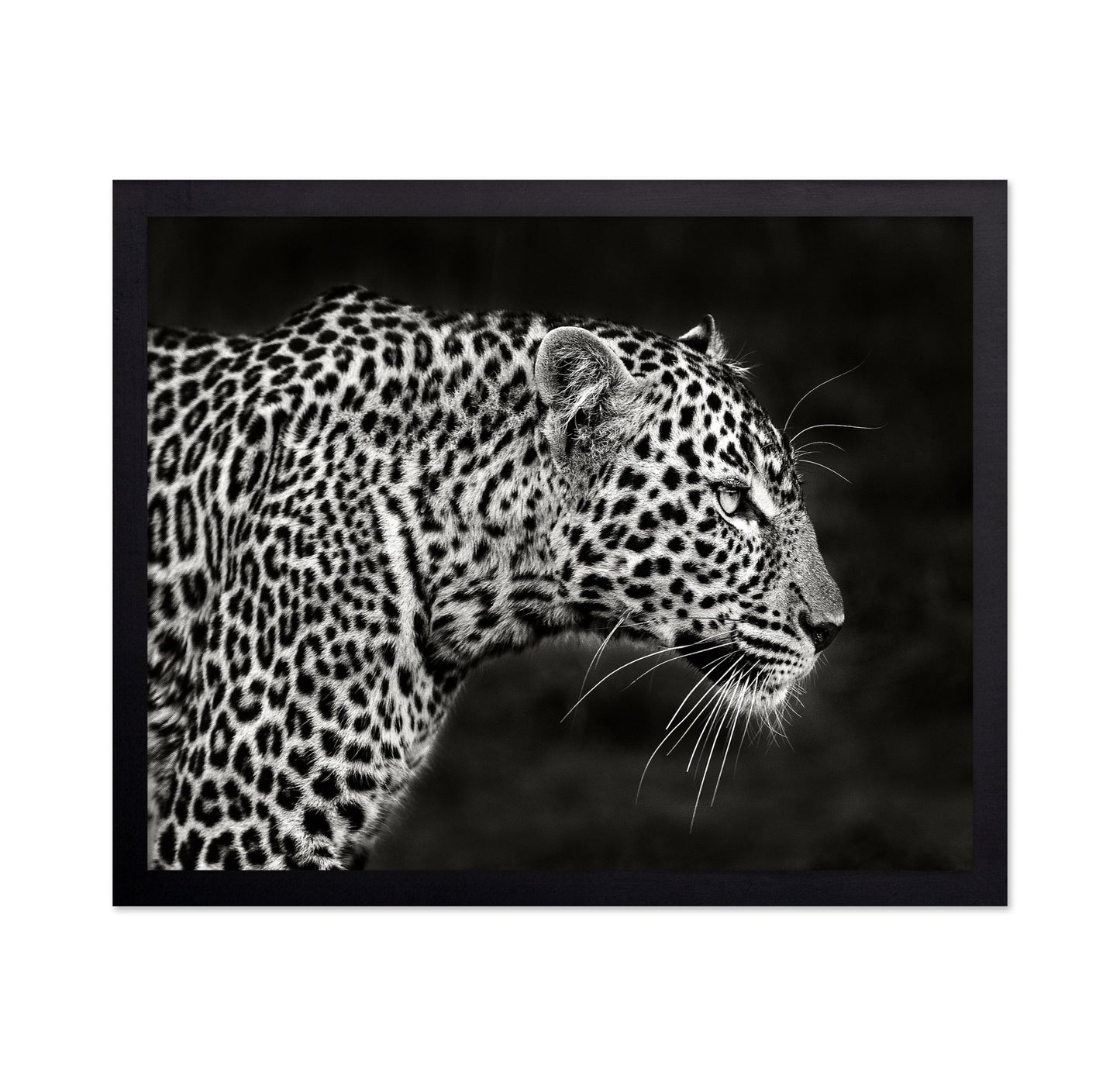 Leopard Silent Stare
