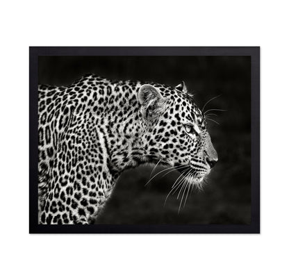 Leopard Silent Stare