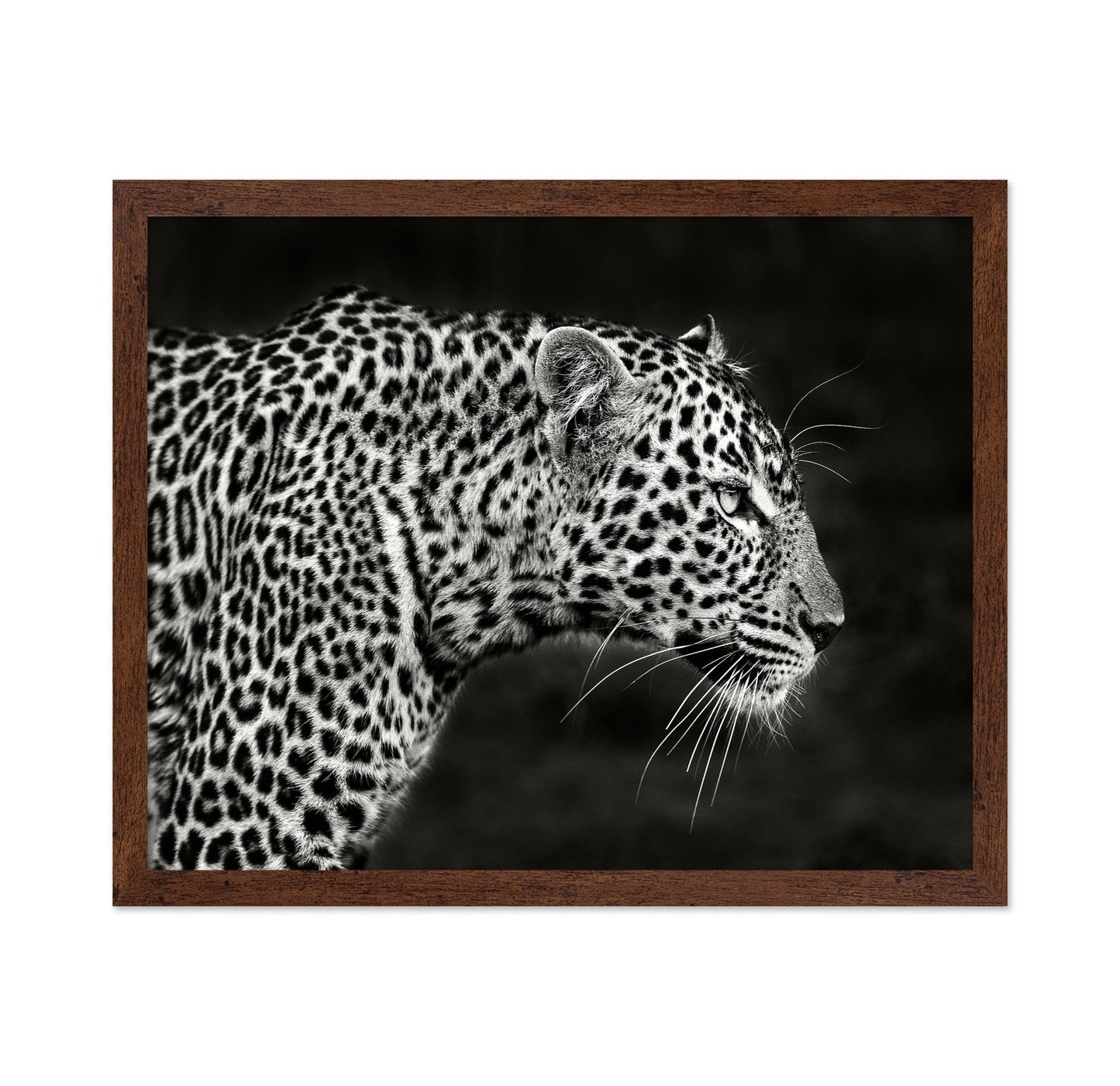 Leopard Silent Stare