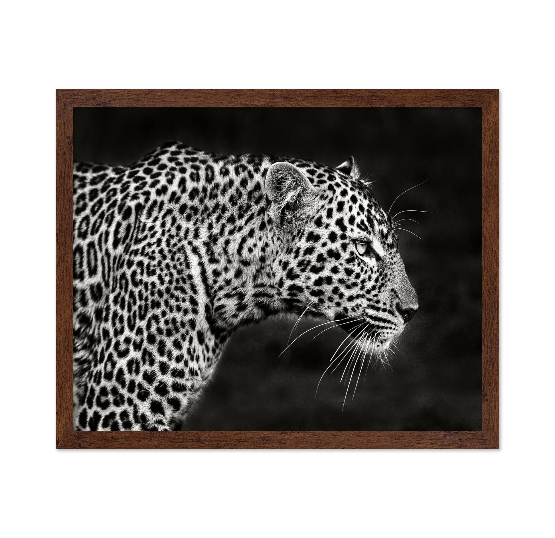 Leopard Silent Stare