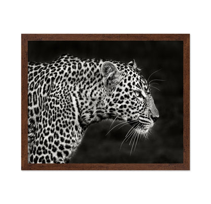 Leopard Silent Stare