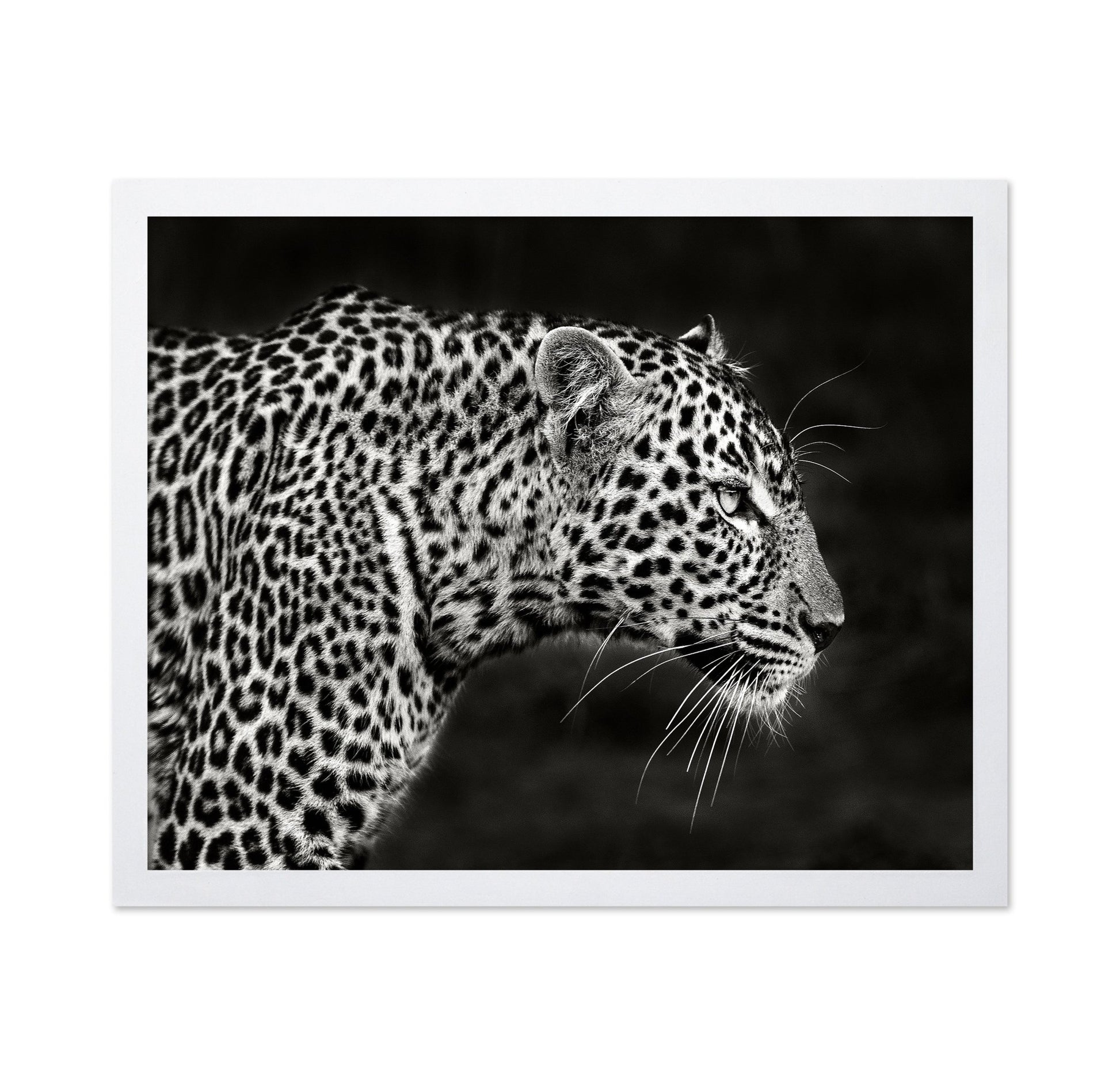 Leopard Silent Stare