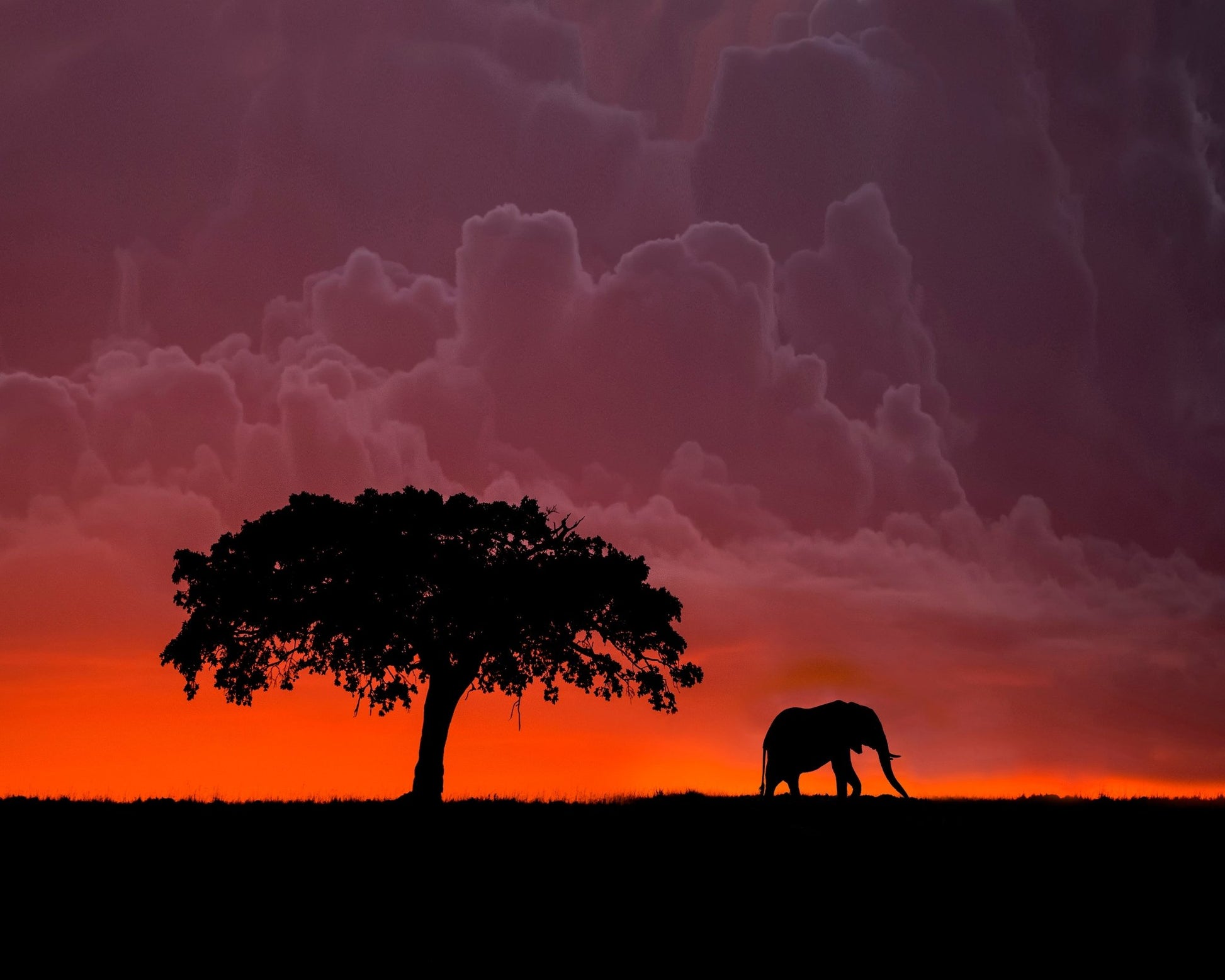Elephant Sunset Silhouette No2