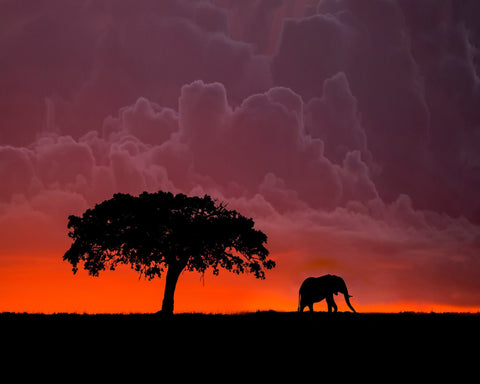 Elephant Sunset Silhouette No2