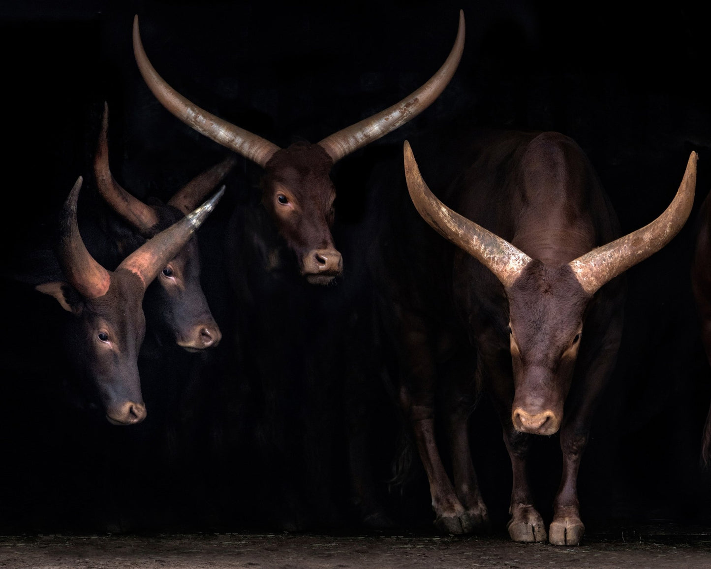 Horned Cattle Group