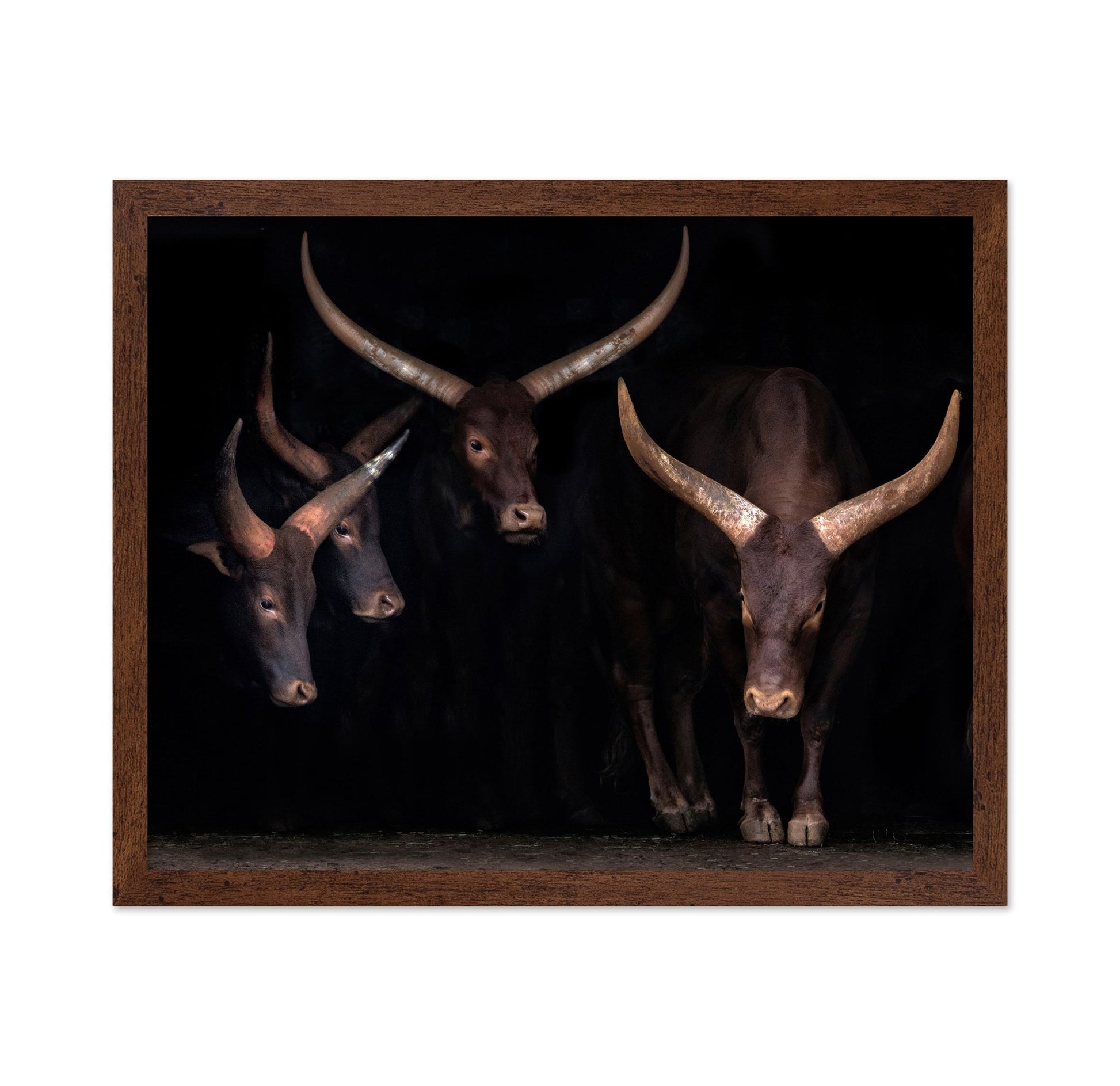 Horned Cattle Group