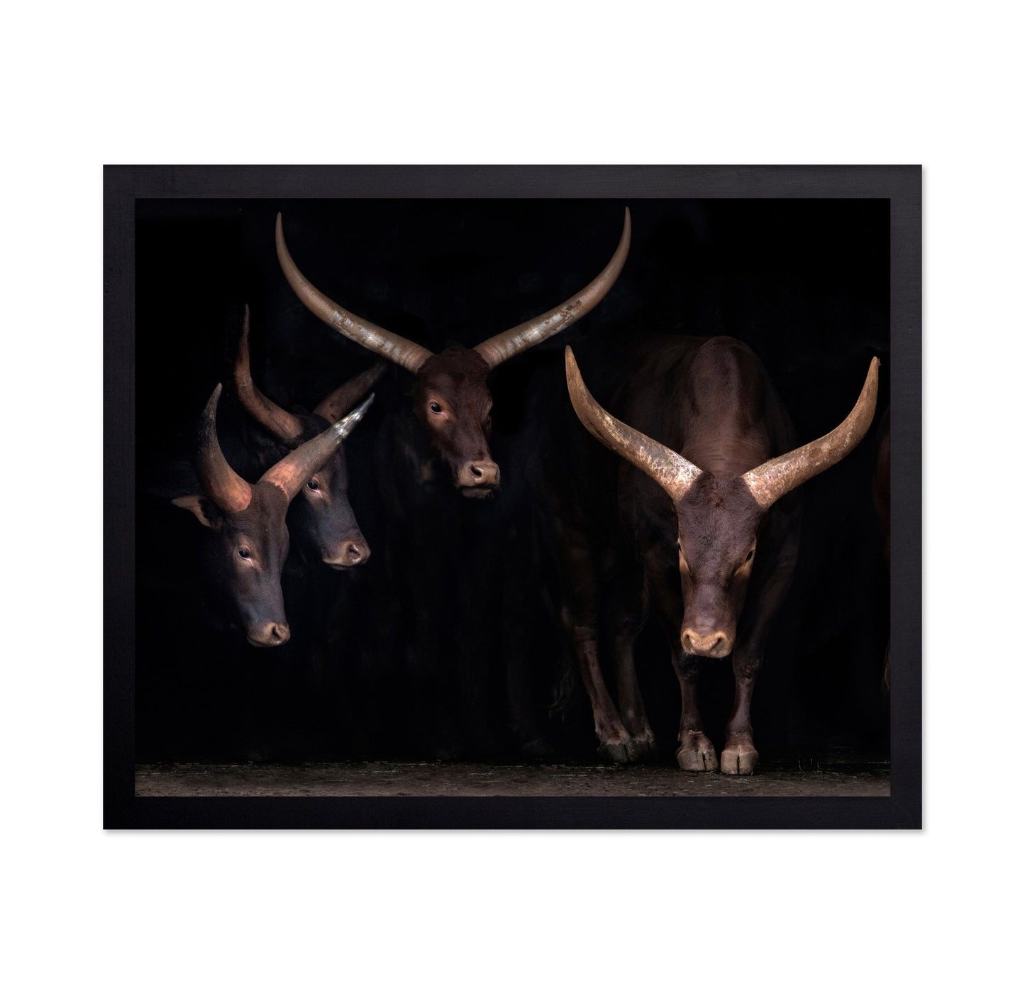 Horned Cattle Group