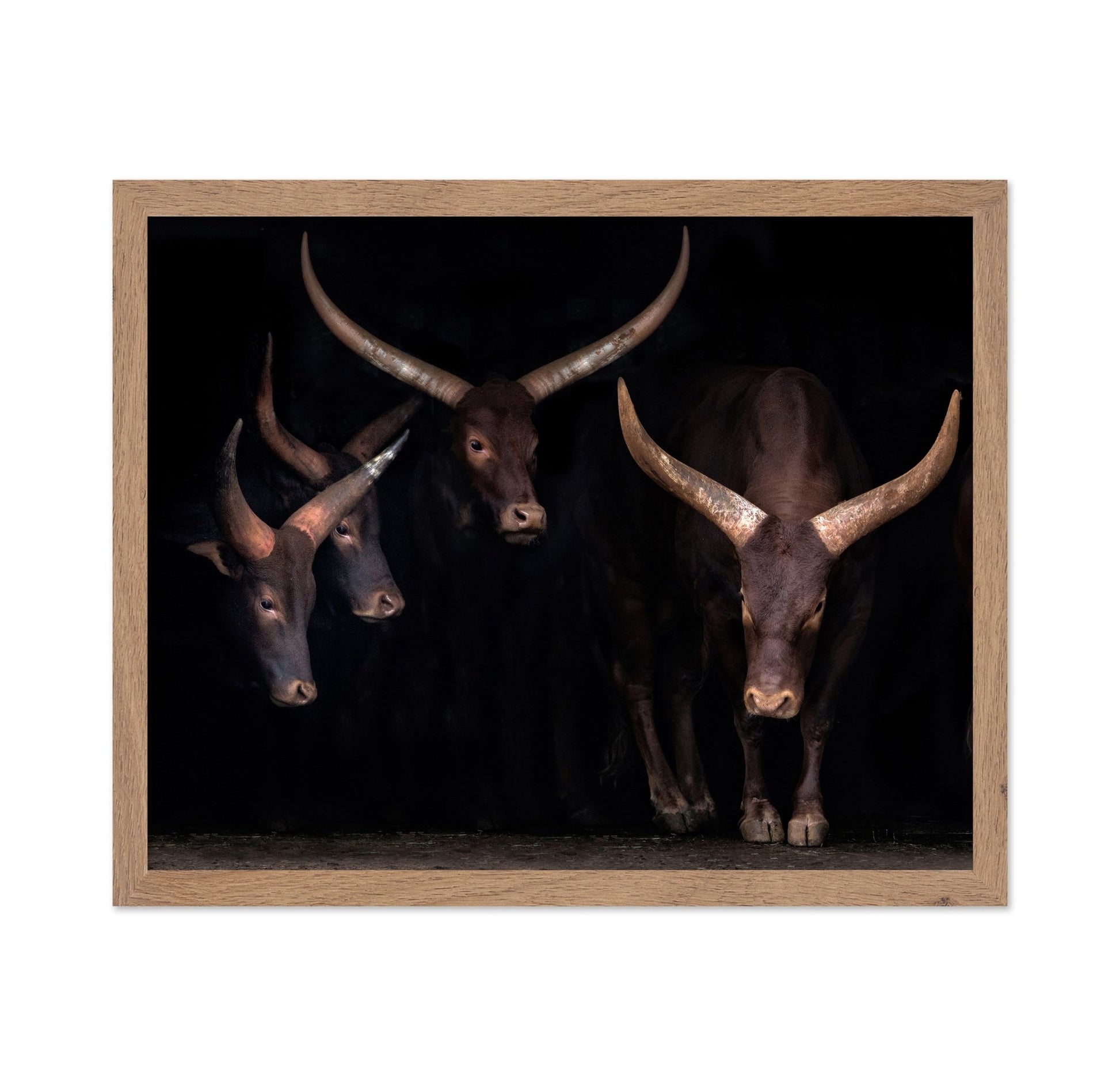 Horned Cattle Group