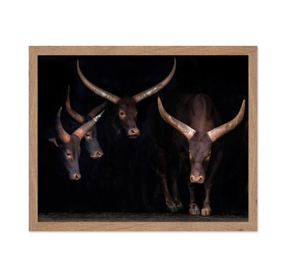 Horned Cattle Group