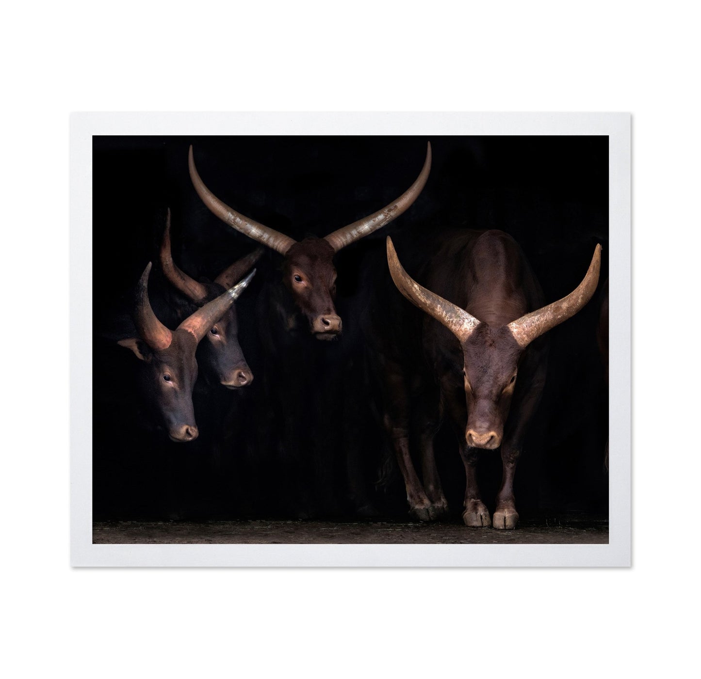 Horned Cattle Group