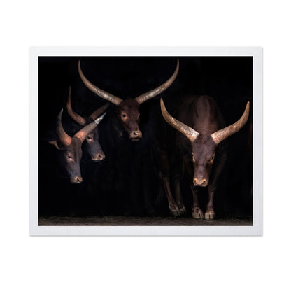 Horned Cattle Group