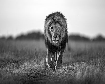 Walking Lion
