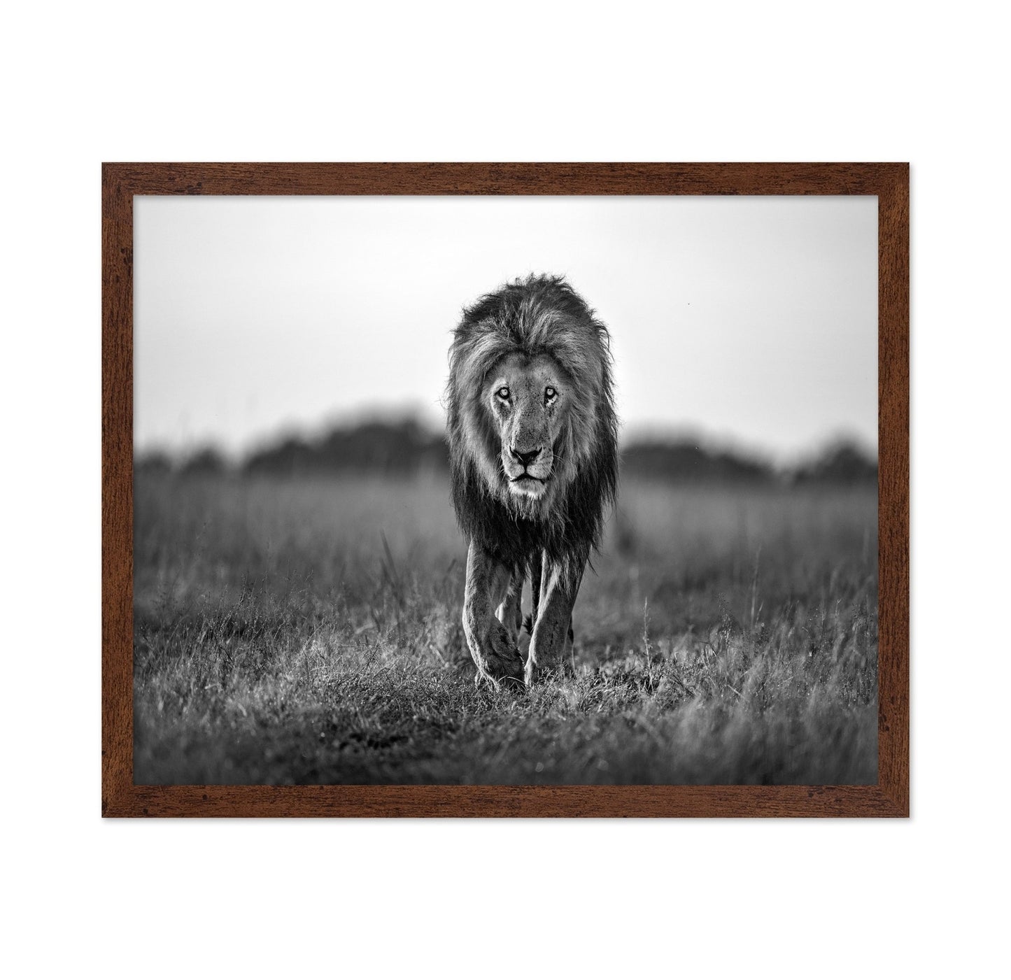 Walking Lion