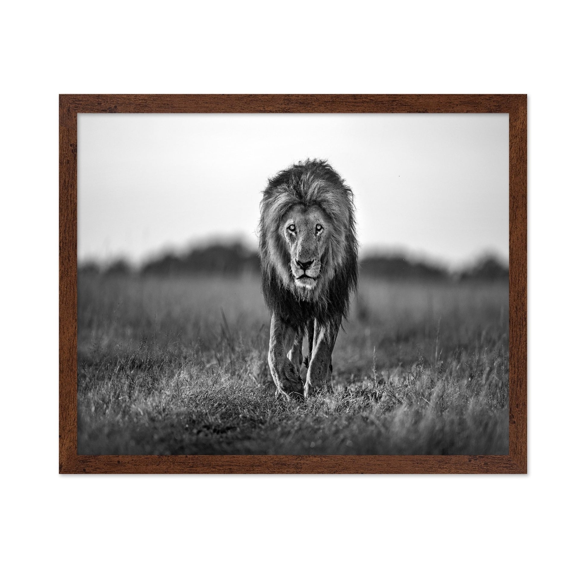 Walking Lion