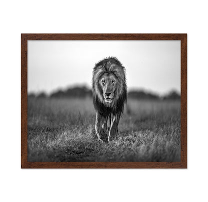 Walking Lion