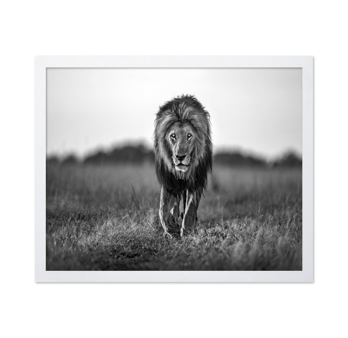 Walking Lion