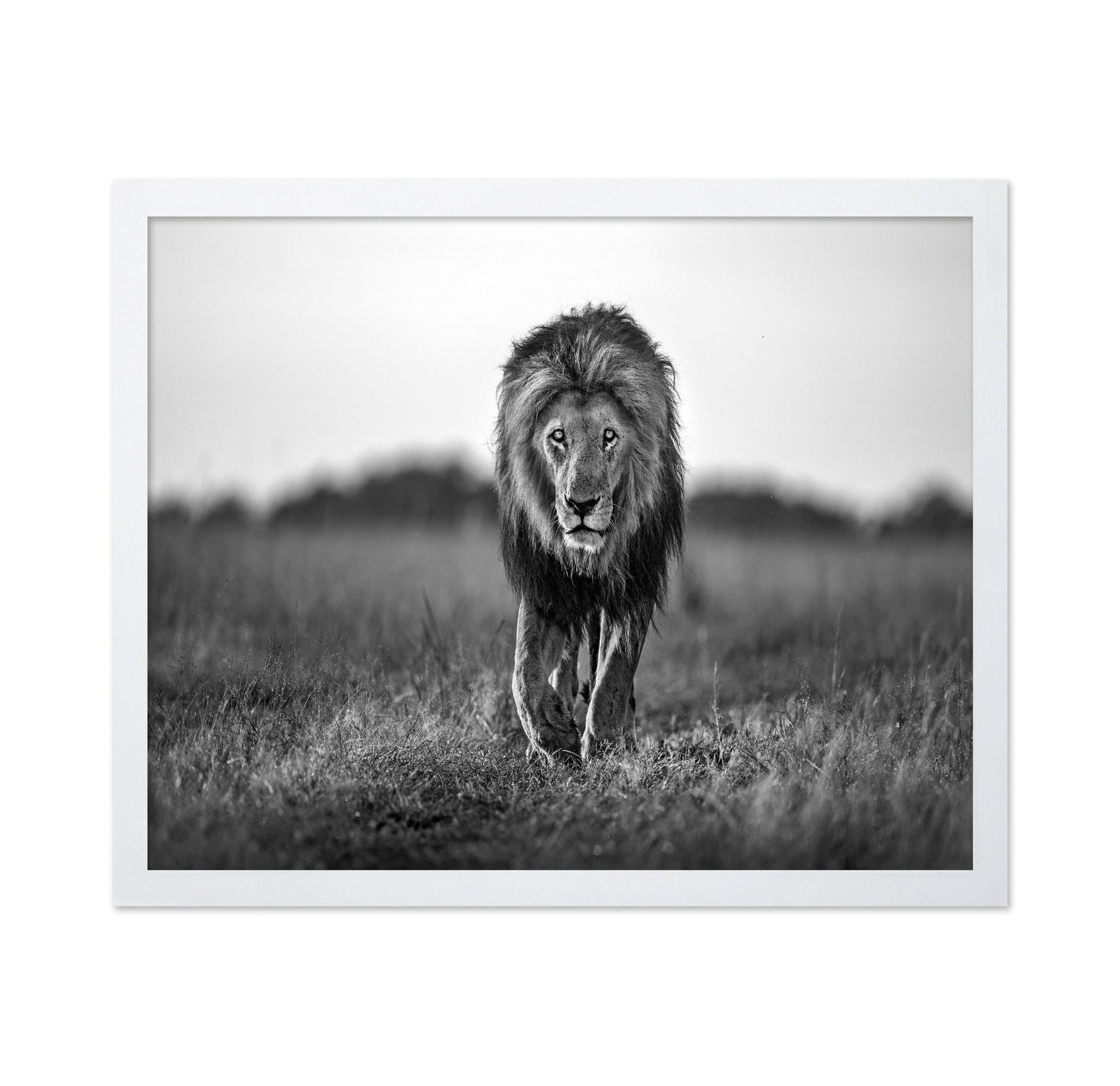 Walking Lion