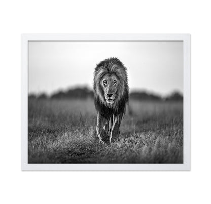 Walking Lion