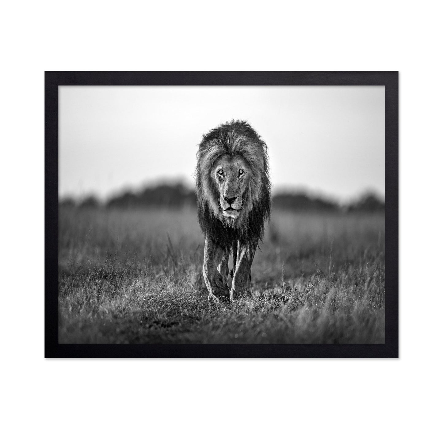 Walking Lion