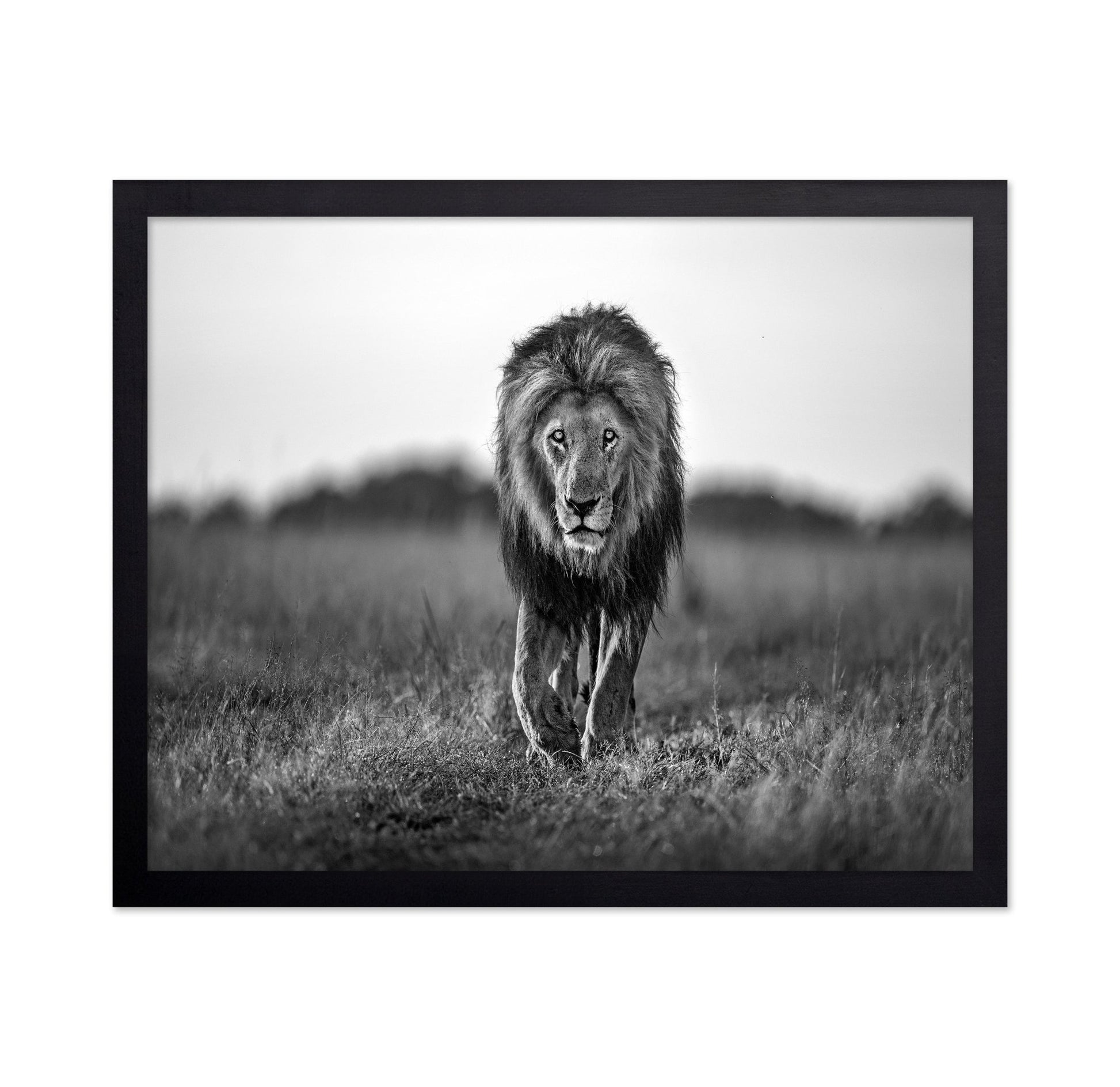 Walking Lion