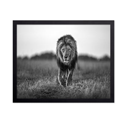 Walking Lion
