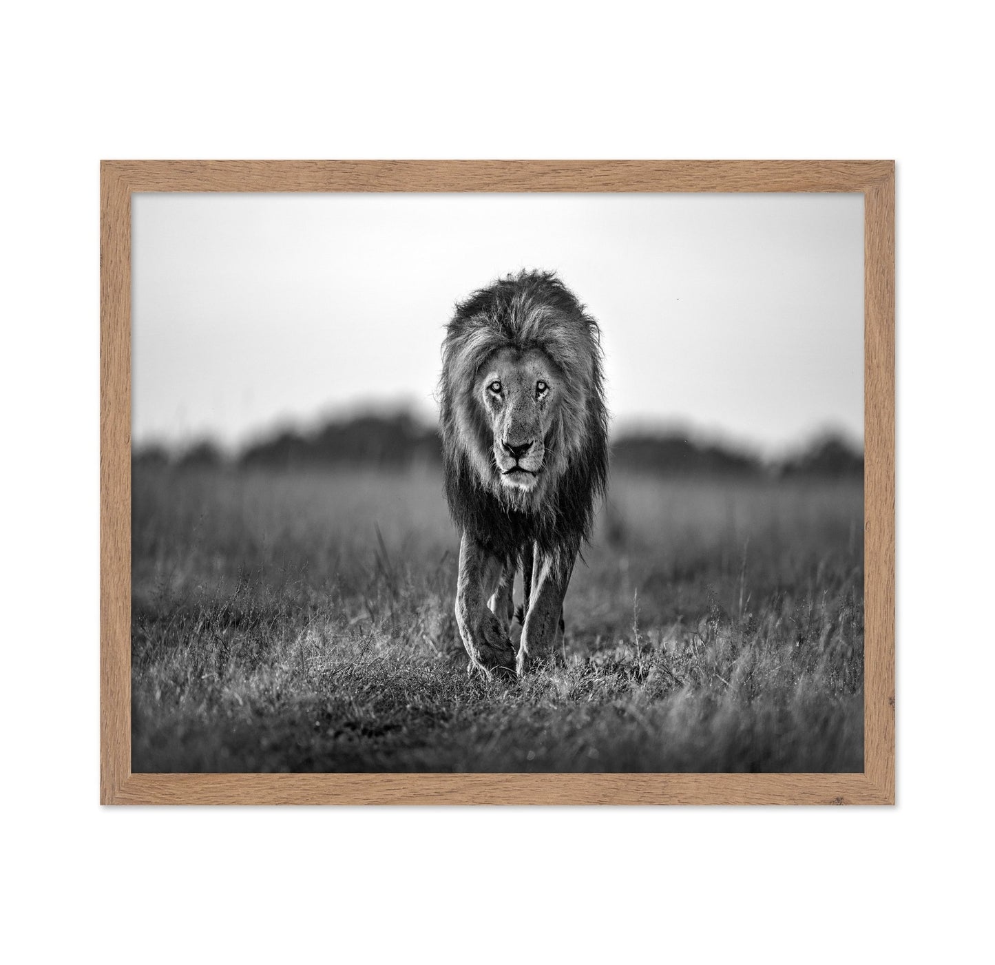 Walking Lion