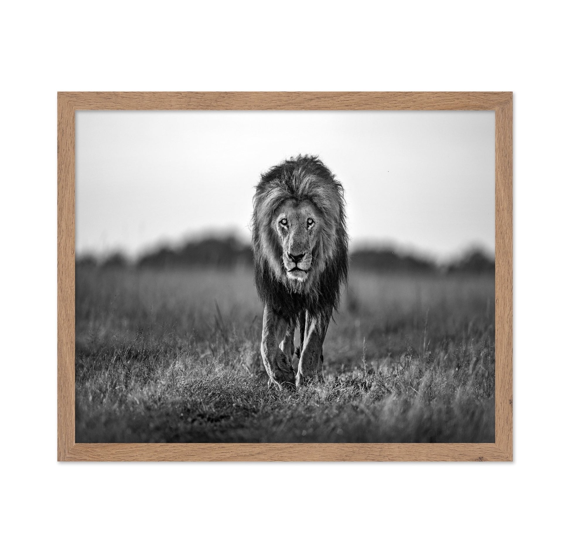 Walking Lion