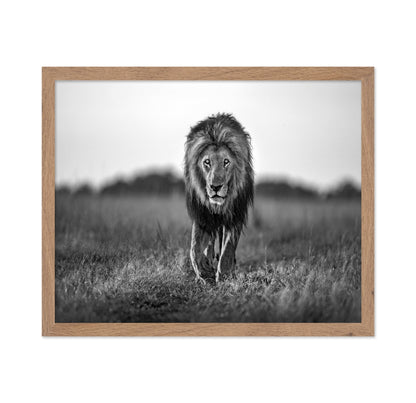 Walking Lion