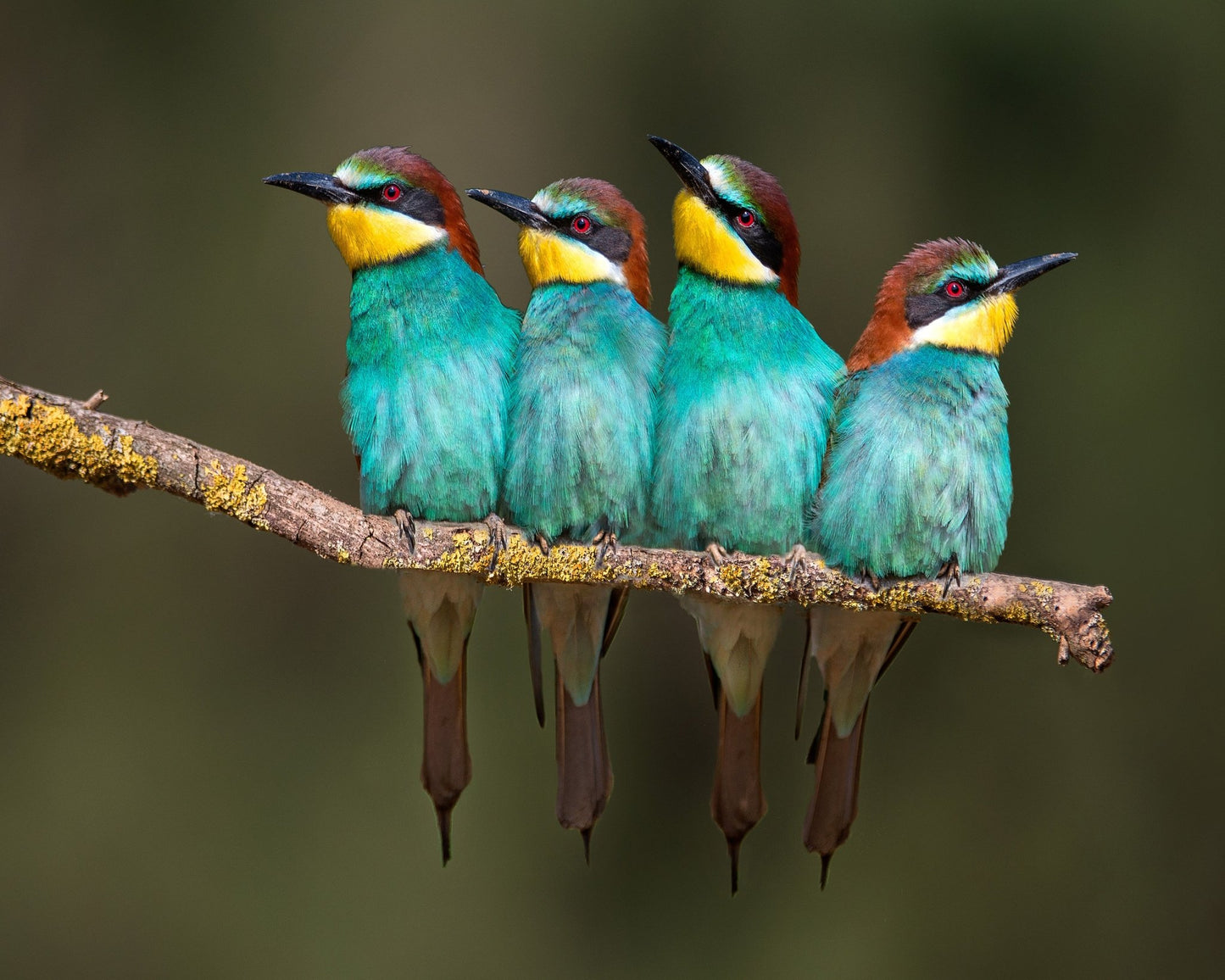 Colorful Birds Row