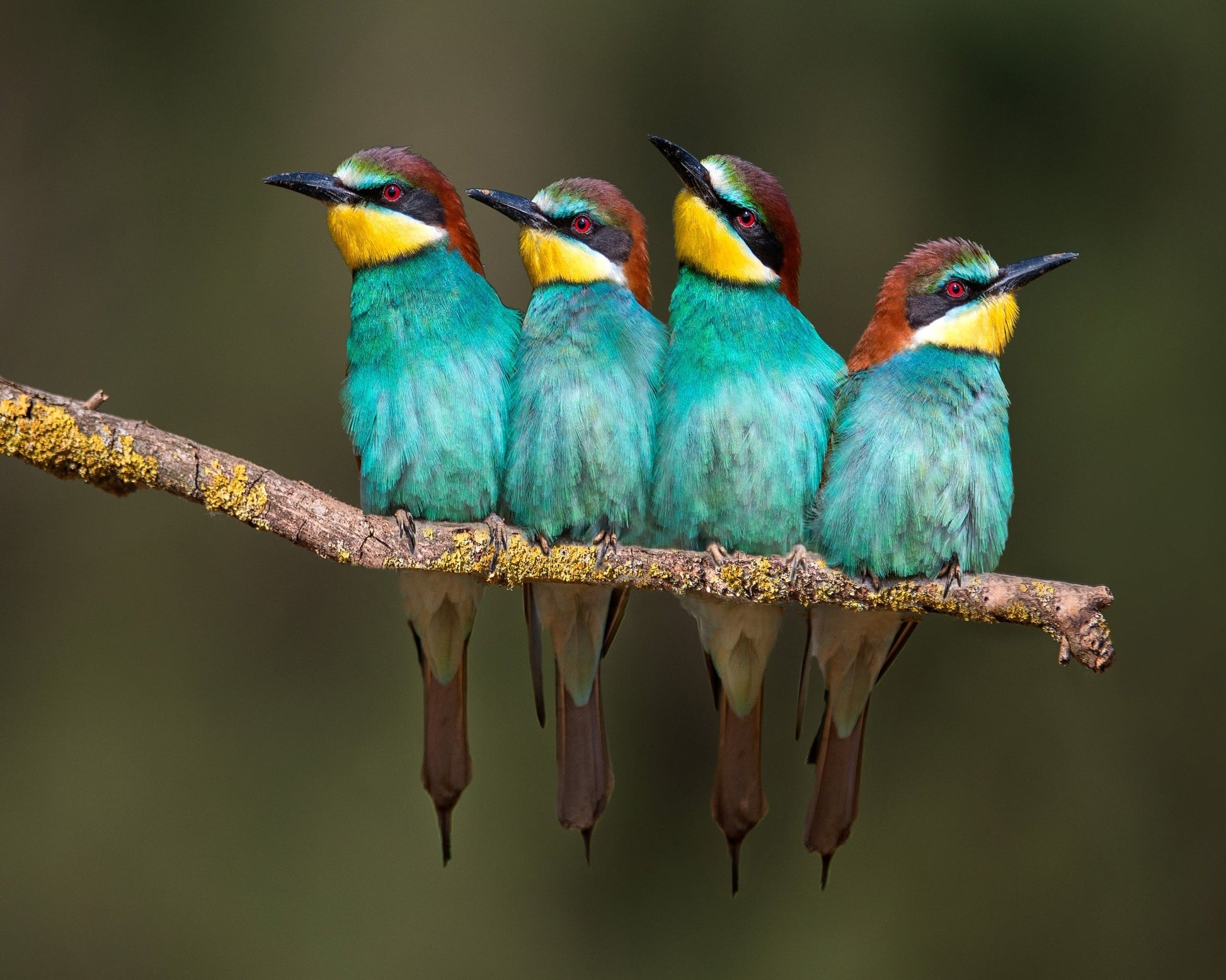Colorful Birds Row