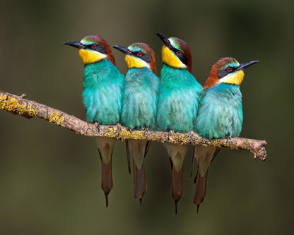Colorful Birds Row