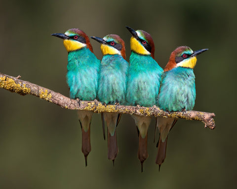 Colorful Birds Row