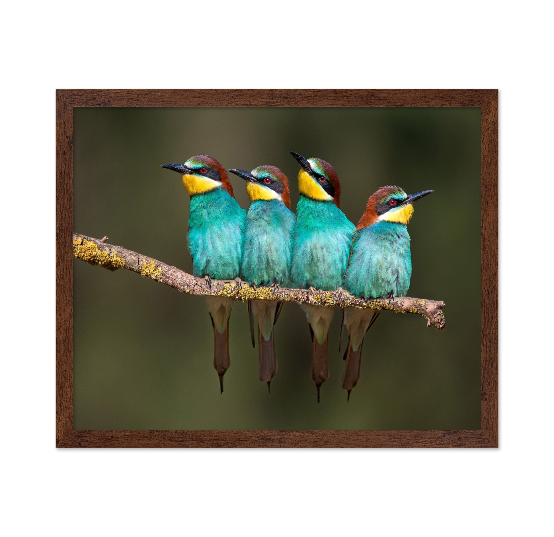Colorful Birds Row