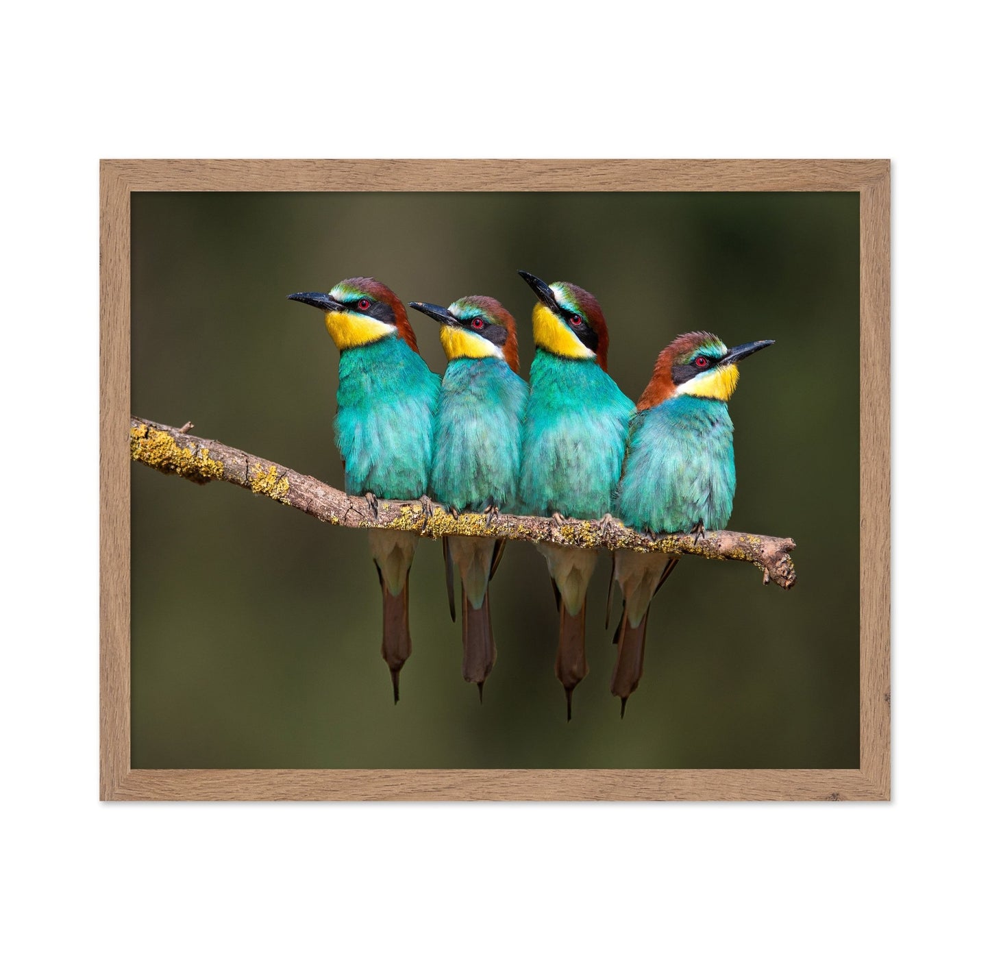 Colorful Birds Row