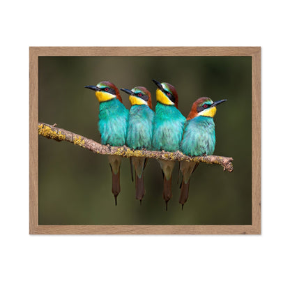 Colorful Birds Row