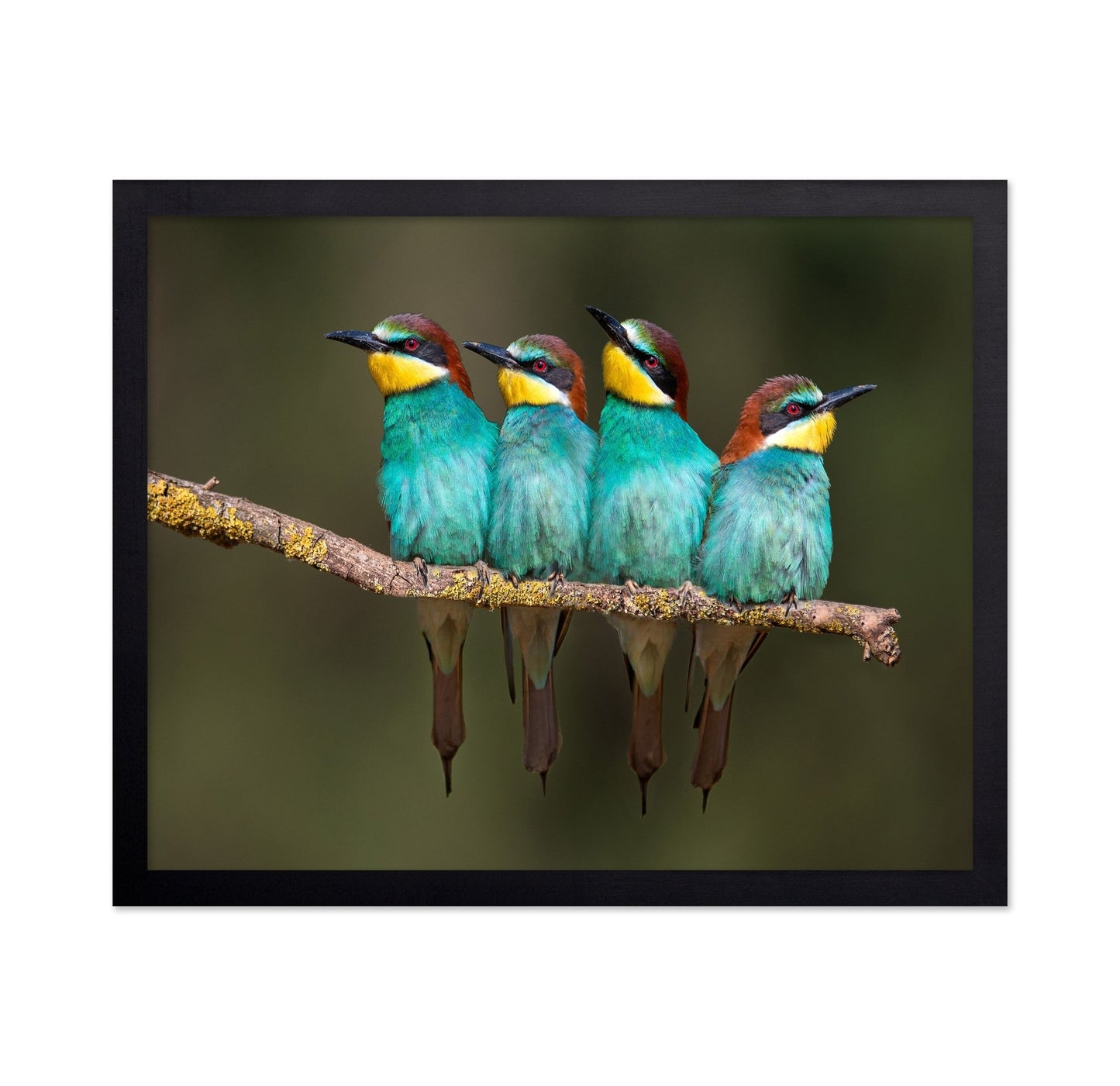 Colorful Birds Row