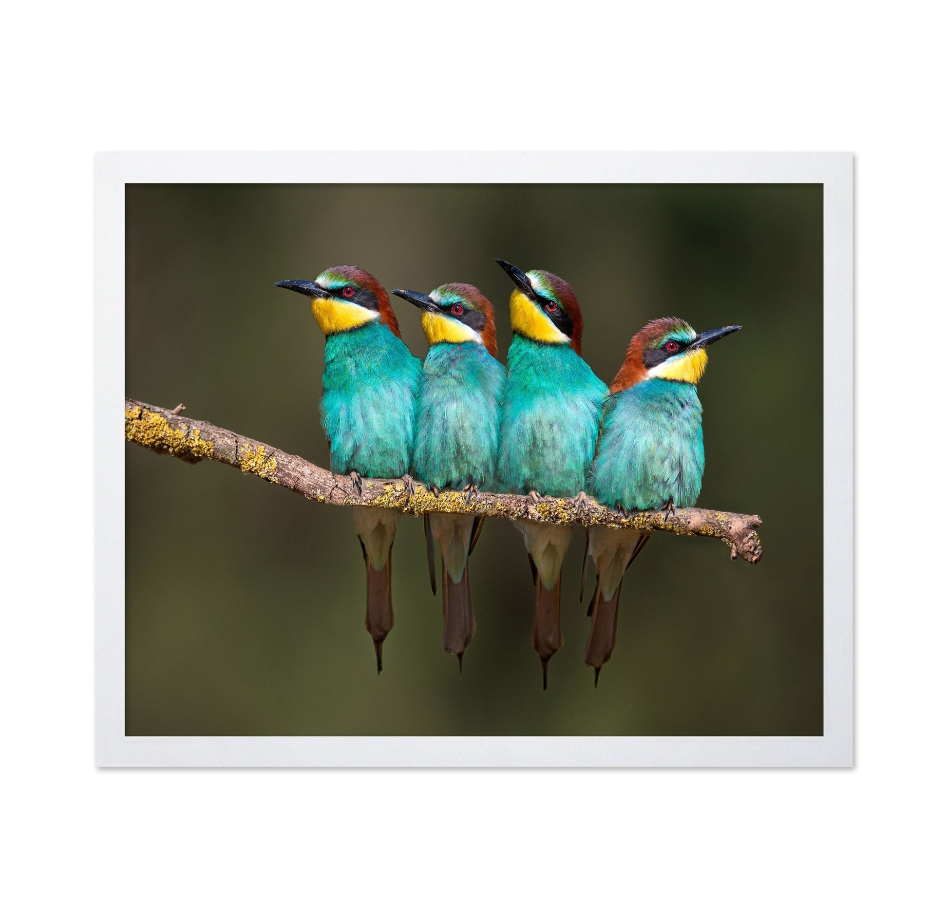 Colorful Birds Row