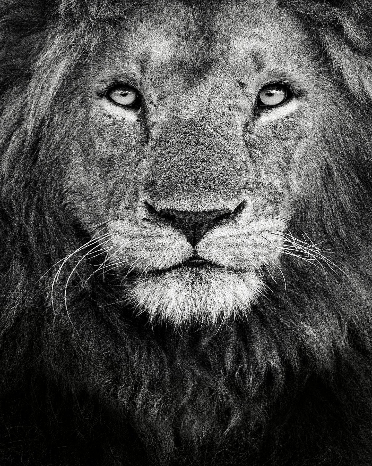 Lion Face Close