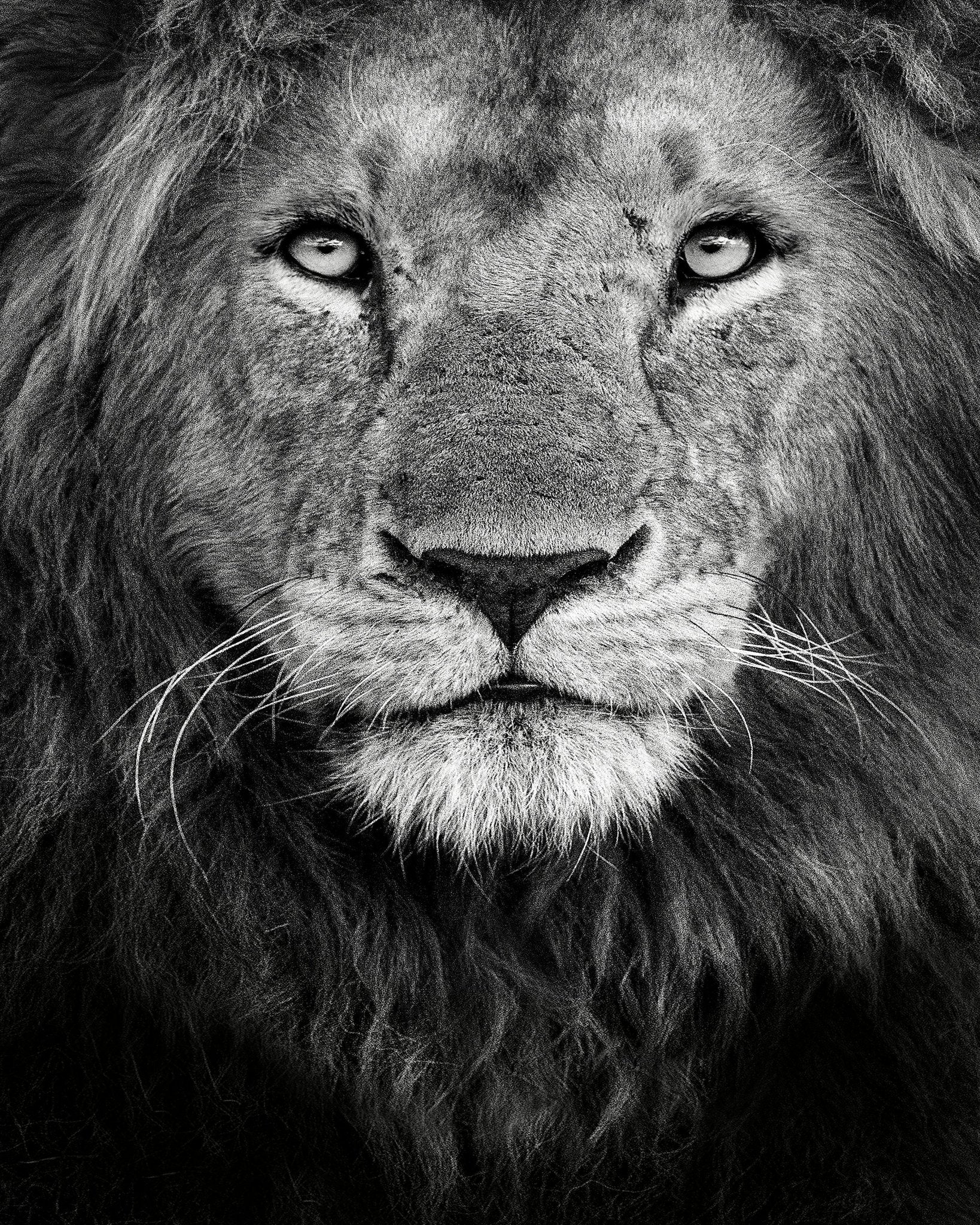 Lion Face Close