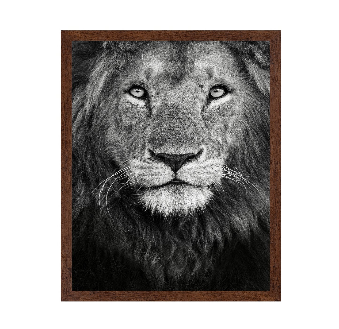 Lion Face Close