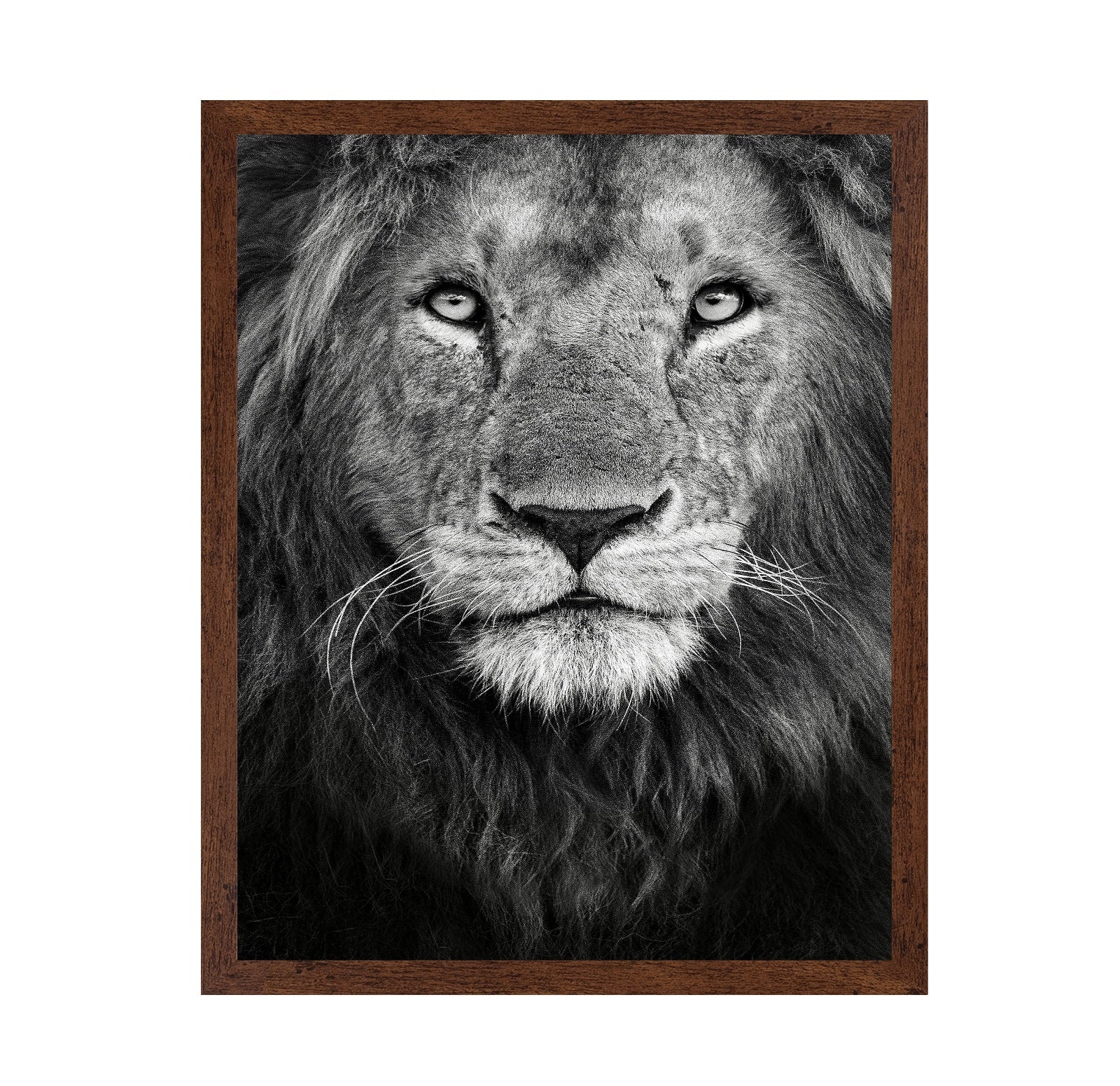 Lion Face Close
