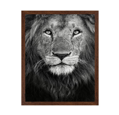 Lion Face Close