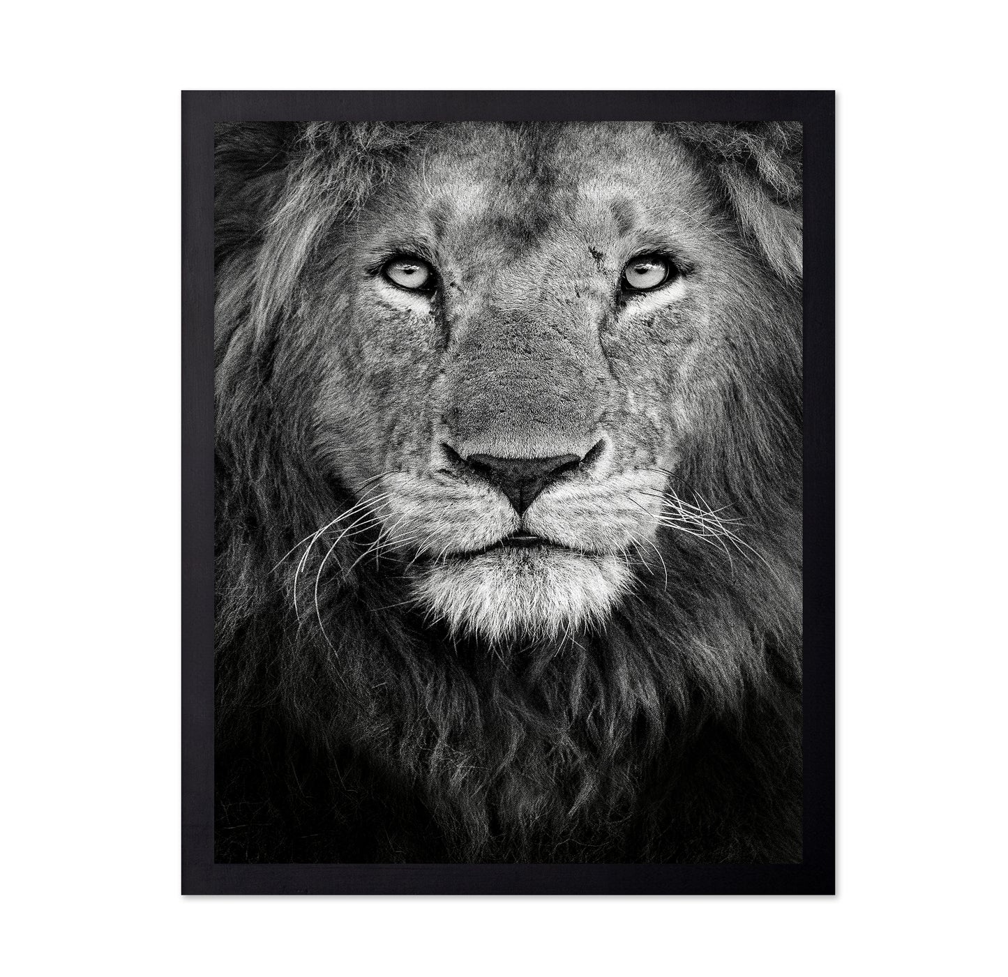 Lion Face Close