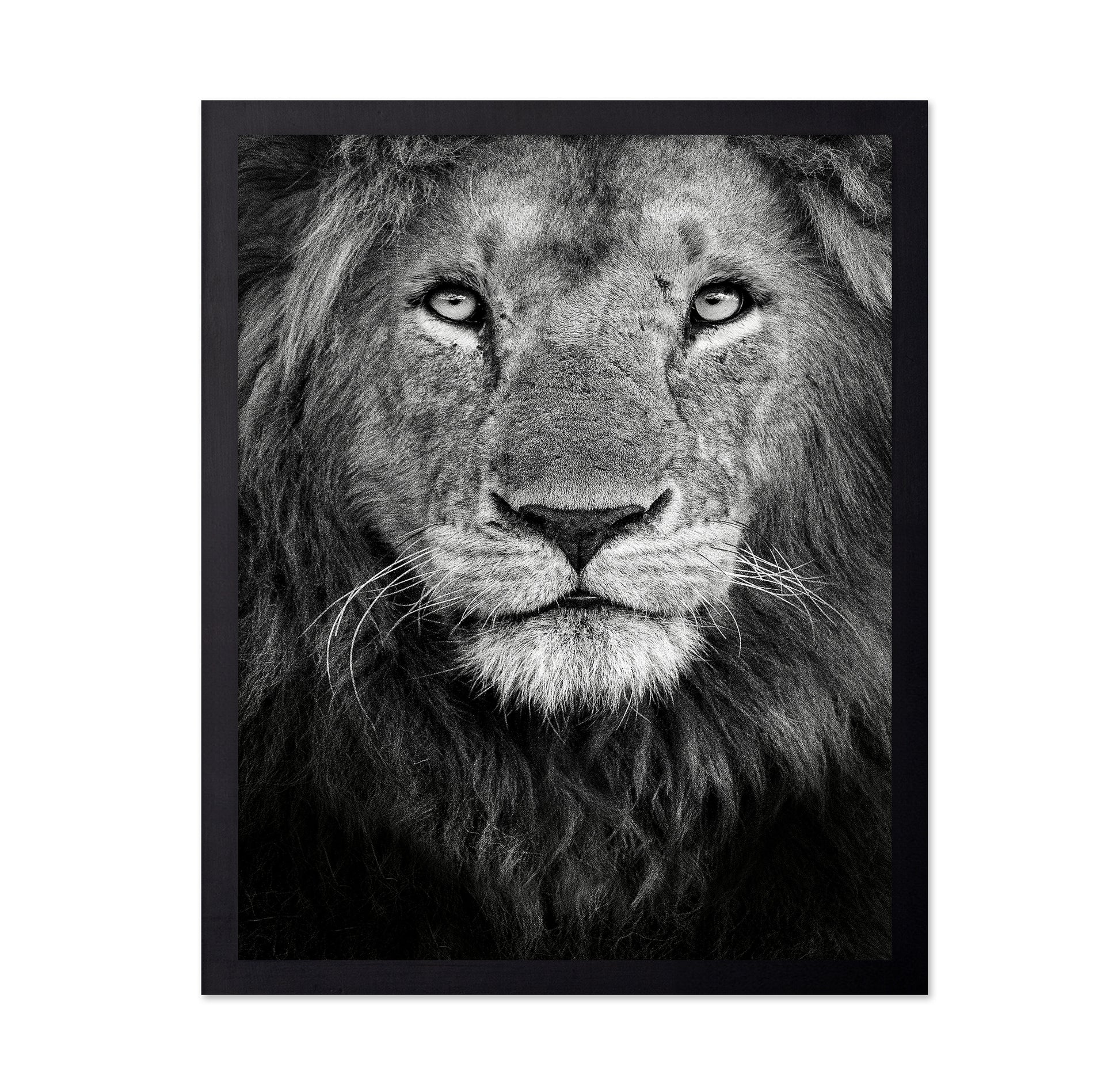 Lion Face Close