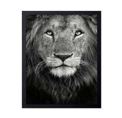 Lion Face Close